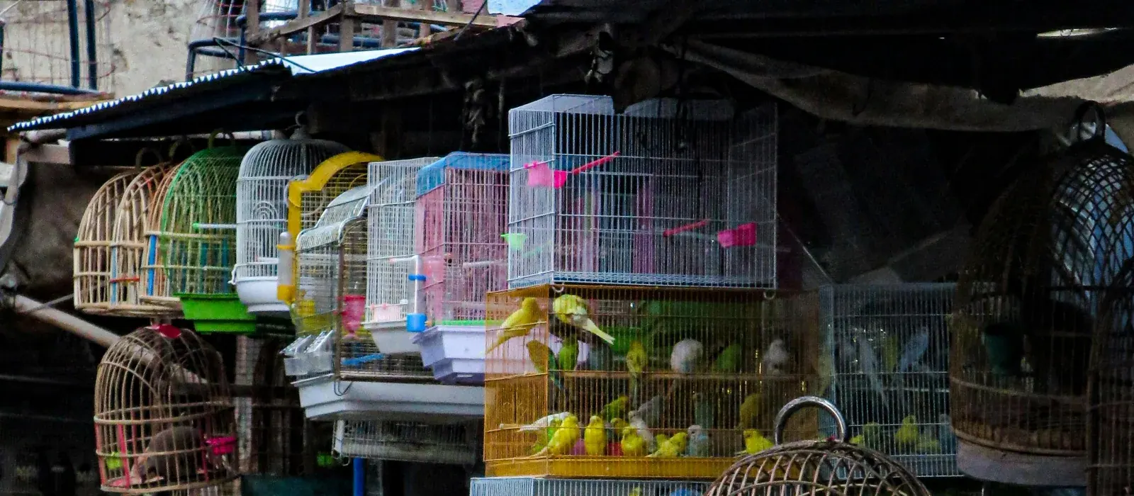 Kabul bird market