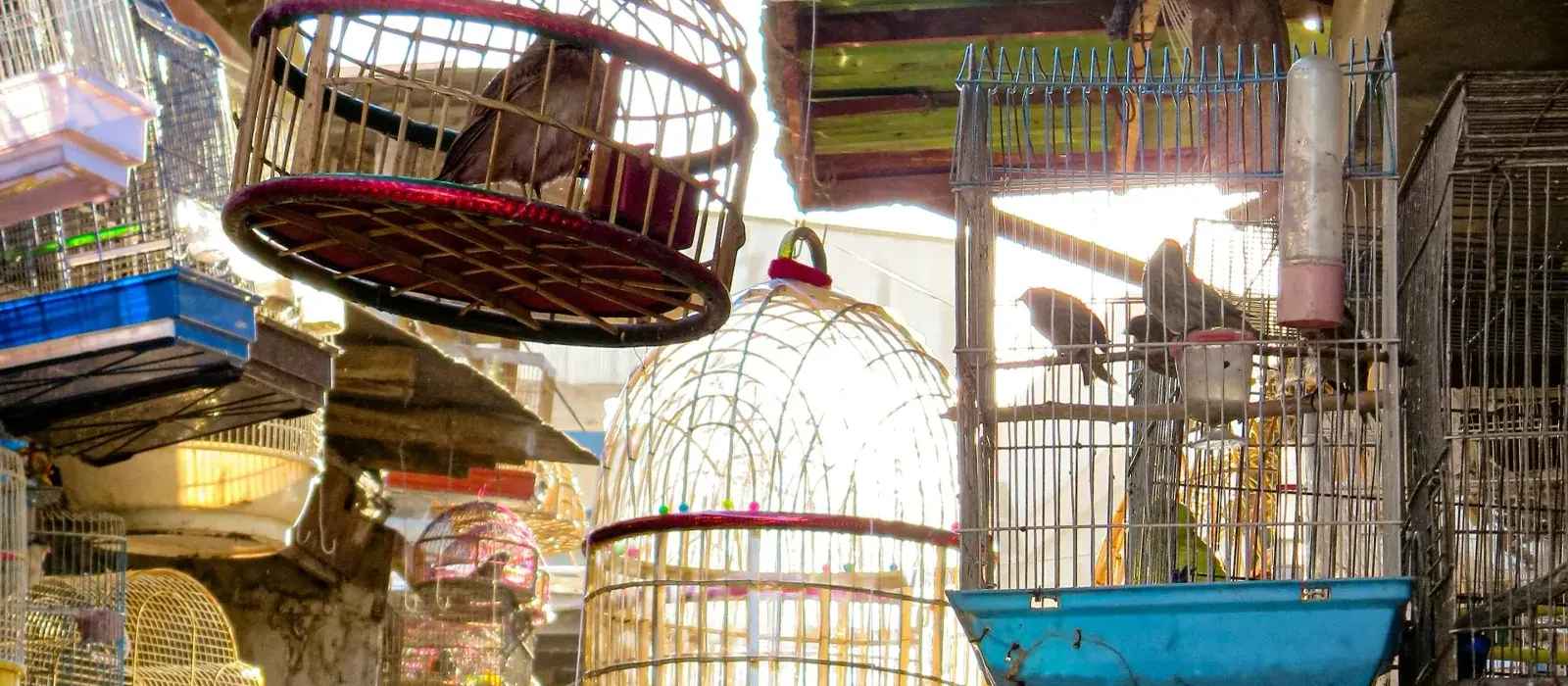 Kabul bird market valley tour