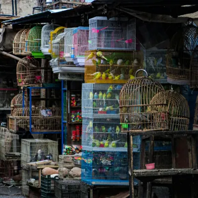 Kabul bird market