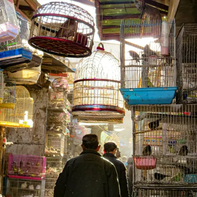 Kabul bird market valley tour