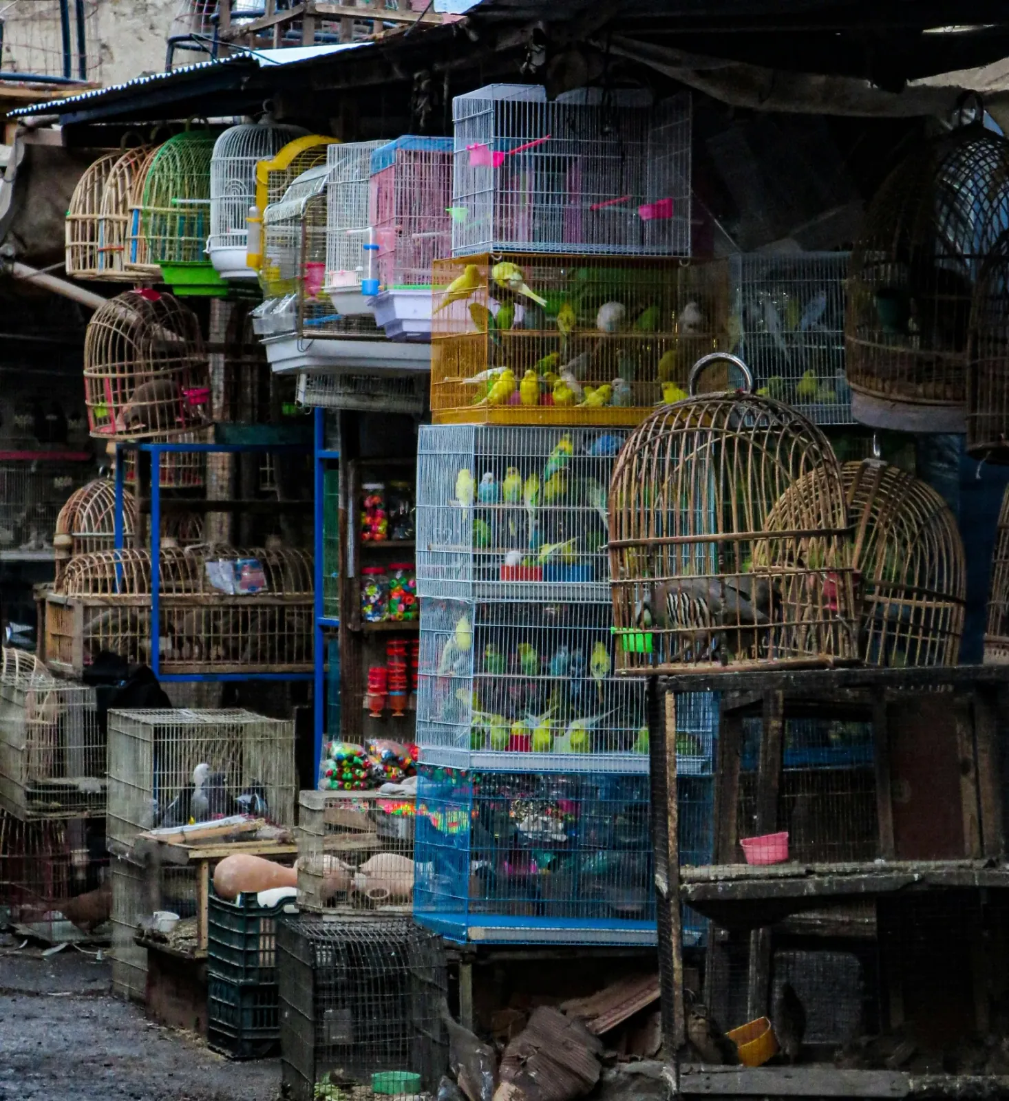 Kabul's bird market